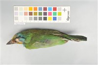 五色鳥藏品圖，第6張